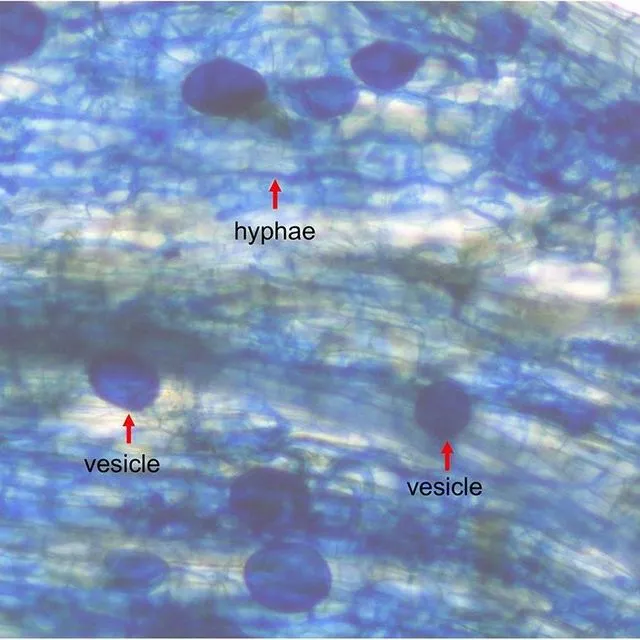 thumbnail for publication: Biology, Ecology, and Benefits of Arbuscular Mycorrhizal Fungi in Agricultural Ecosystems